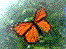 insects