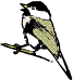 Chickadee